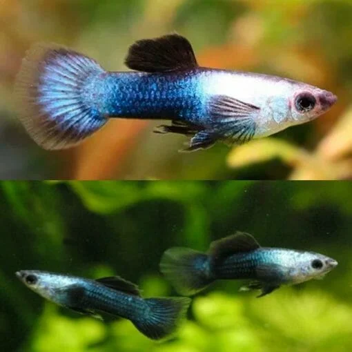 Blue Panda Guppy