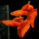 Albino Full Red Guppy