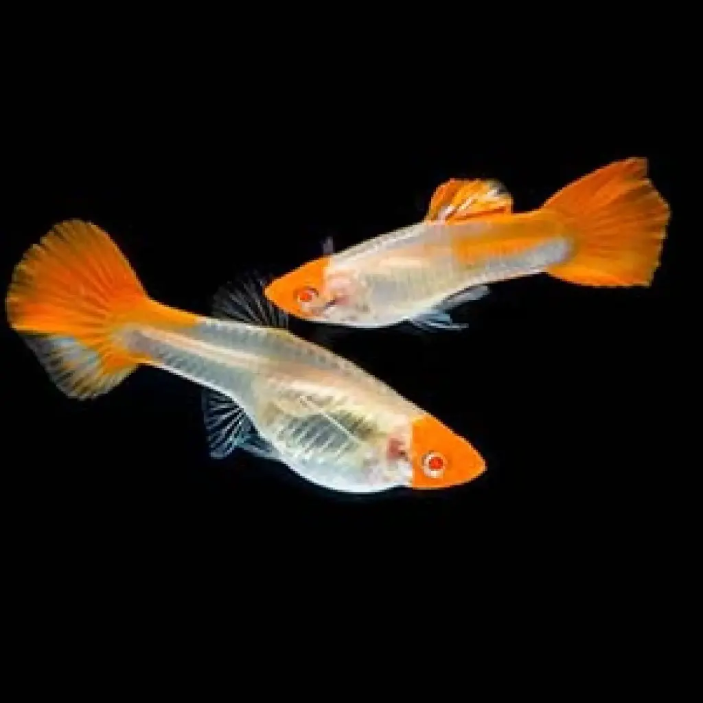 See Through Koi Guppy