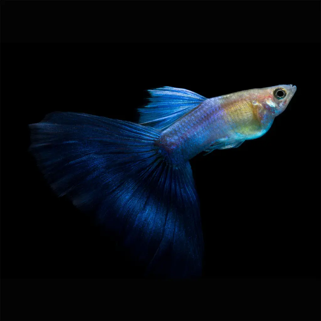 Japanes Blue Guppy