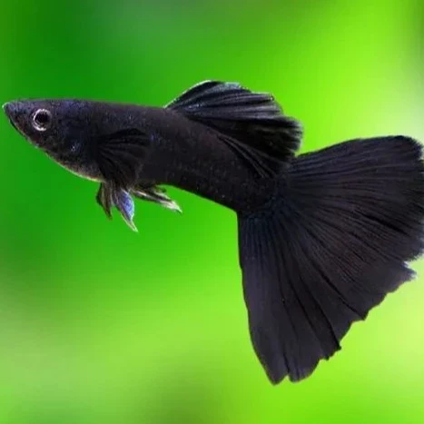 Full Black Guppy