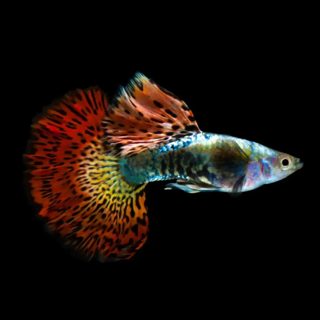 Red Dragon Guppy