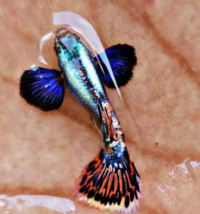 Chilli Mosaic Guppy