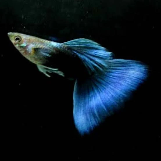 Hb Blue Guppy