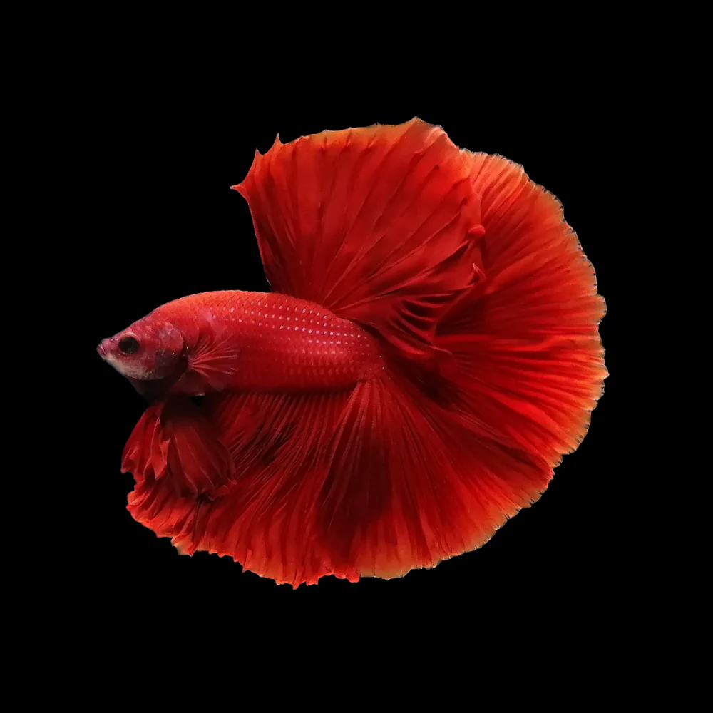 Ohm rosetail betta