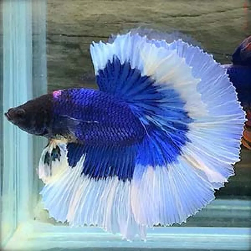 Ohm rosetail betta