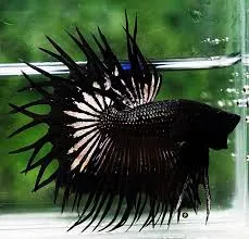 Black crowntail betta fish