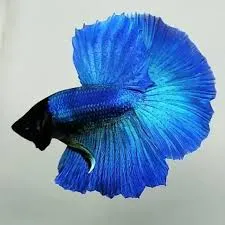 Ohm rosetail betta