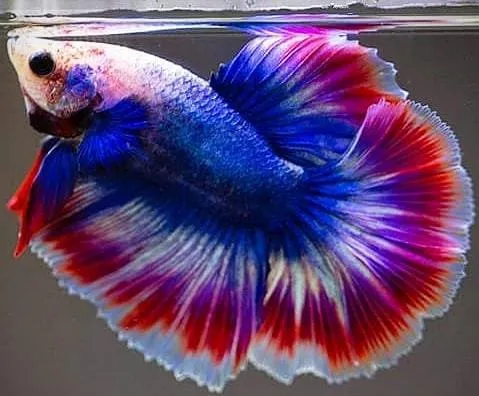 Ohm rosetail betta