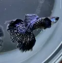 Imperial Blue Dragon