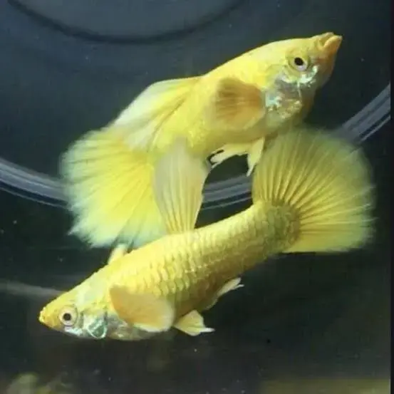 24 carat gold guppy