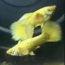 24 carat gold guppy