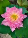 Sitara lotus flower tuber