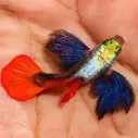 Platinum Red Tail Guppy