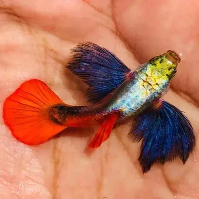 platinum red tail big