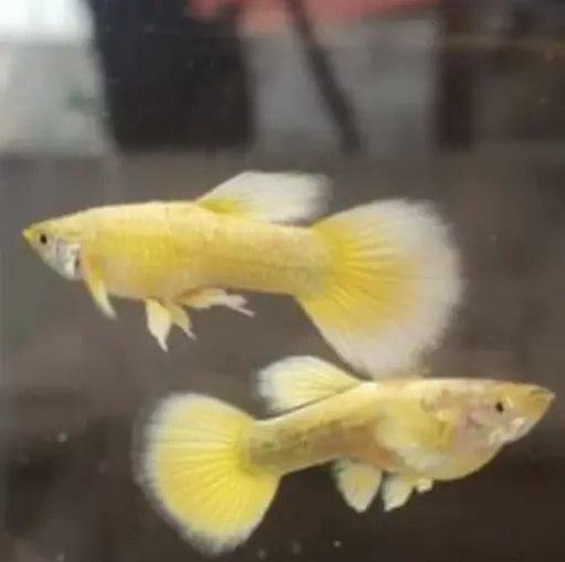 Full Gold Guppy
