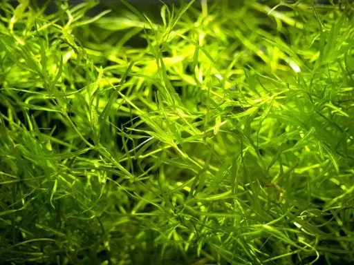 Guppy Grass