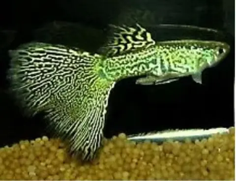 Green lace Guppy