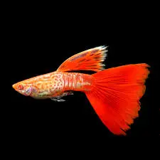 Albino galaxy red guppy
