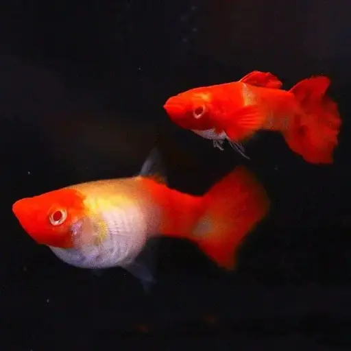 Albino koi guppy