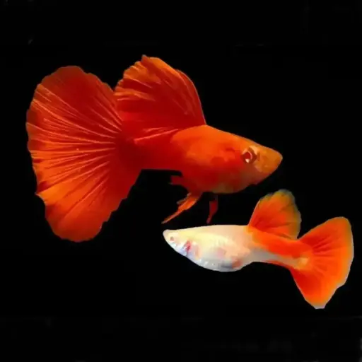 Albino full red