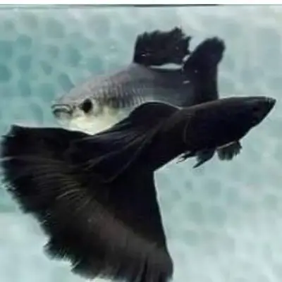 Jet black guppy