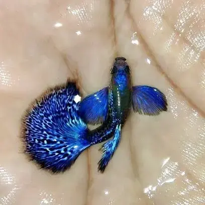 Purple berry dragon